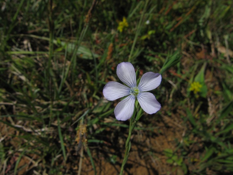 Linum bienne